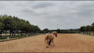 Developing trot laterals and canter transitions with Ilios