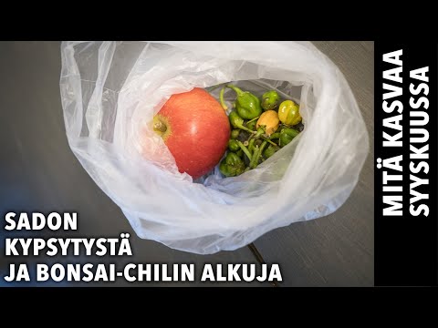 Video: Mikä on bonsai? Kuinka kasvattaa miniatyyri puu kotona?