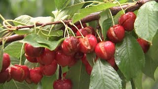 Central Otago cherry crops destroyed in days of torrential rain