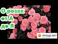 2. РОЗЫ от А до Я 🌹Шпаргалка для начинающих.Органика или минералка.Слепые и базальные.Повадки роз.