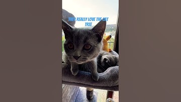 If you want to make your cats happy, get them a cat tree. #catlovers #cattree #cattoys #cats