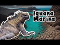 Iguanas Marinas: Revelados de la Especie Acuática de las Galápagos - documental de animales