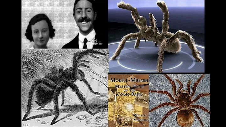 J'Ba Fofi, Congo Giant Forest Spider - William J  ...