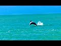 Passeio de lancha na Bahia dos golfinhos em Pipa 🍀 Natal Rio Grande do Norte