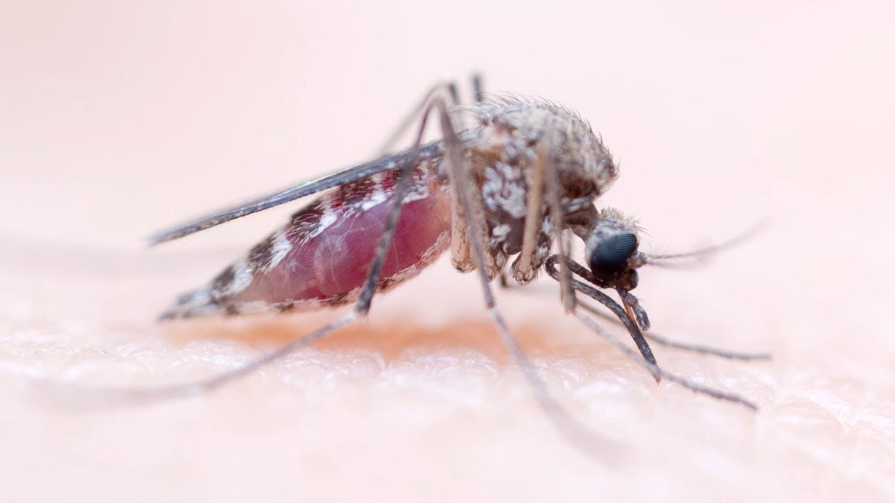Tiny Mosquito Captured Sucking Blood YouTube