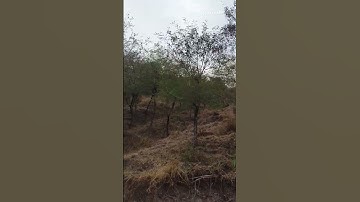 Forest Vlog 👀| Forest Shorts😜| #forest #nature #villageforest #shorts #forestshorts