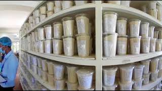 Immersion 360 Proparco Golden Rice, Leading Actor Of Rice In Cambodia