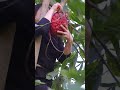Harvesting Red Pandanus #satisfying #shortvideo