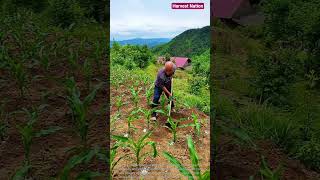 🌽⛏️ Manual Hillside Corn Field Hoeing and Soil Ridging Operation