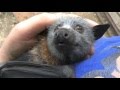 Juvenile bat squeaks while being petted.