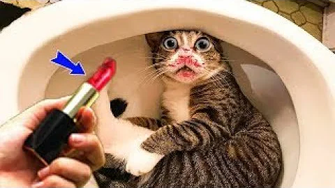 Video 1923781: funnycats cute animals, funny cat