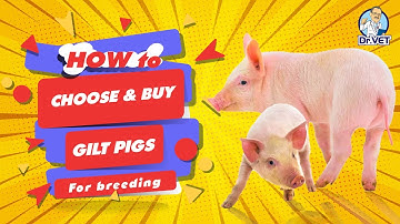 How to choose and buy gilt pigs for breeding | Dr.Vet