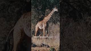 Giraffe 101: Facts You Need to Know
