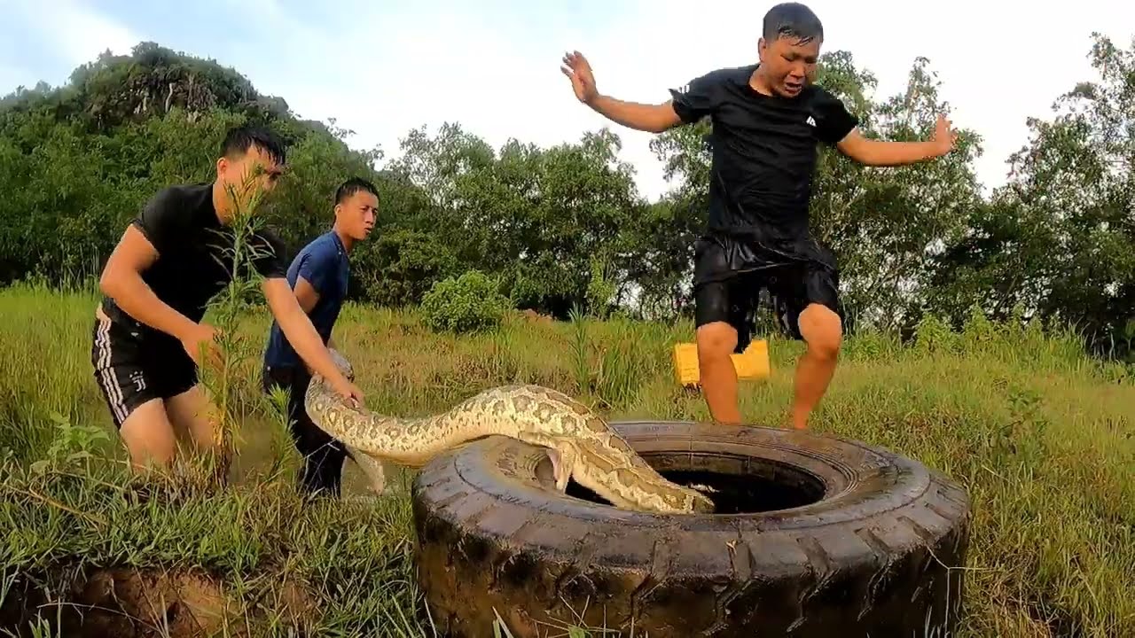 KING PYTHON89 | Brave Hunter Catches Giant Pythons, Snakes That Attack ...