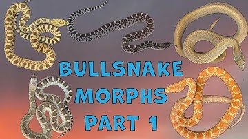 BULLSNAKE-GENETICA voor beginners! | Deel 1 - Enkelvoudige genmorfologieën