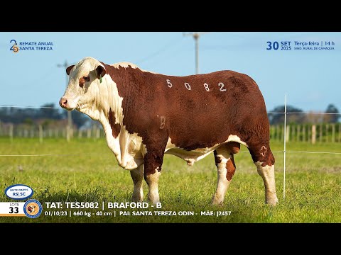 LOTE 33 TAT TES5082 BRAFORD Est  Sta Tereza