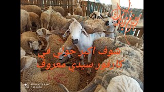 جولة في كارفور سيدي معروف مكان مخصص لبيع اضاحي العيد خير تبارك اللهcarrefour sidi maarouf