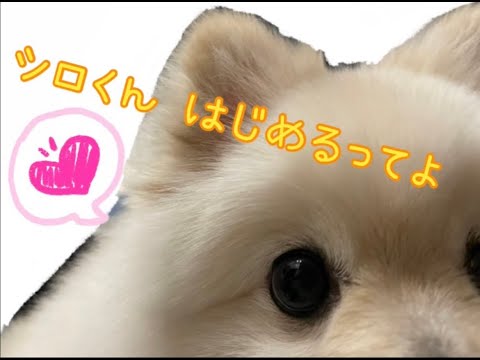 ポメラニアンのシロ君‼︎YouTubeデビュー！！！