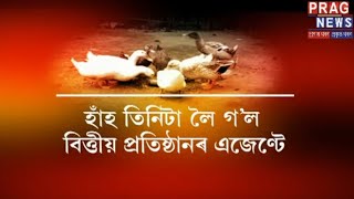 Agents take away 3 ducks from family because of unpaid loans!!! screenshot 5