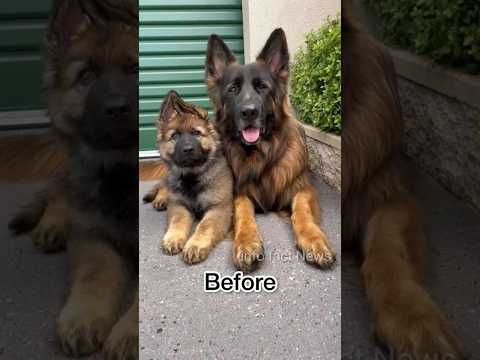 German Shepherd Rottweiler और Pitbull इन म स क न अच छ ह