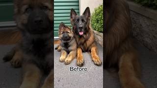 German Shepherd, Rottweiler और Pitbull इन म स कन अचछ ह