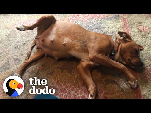 Video: Nosečnost, dojenčki in družinski pes