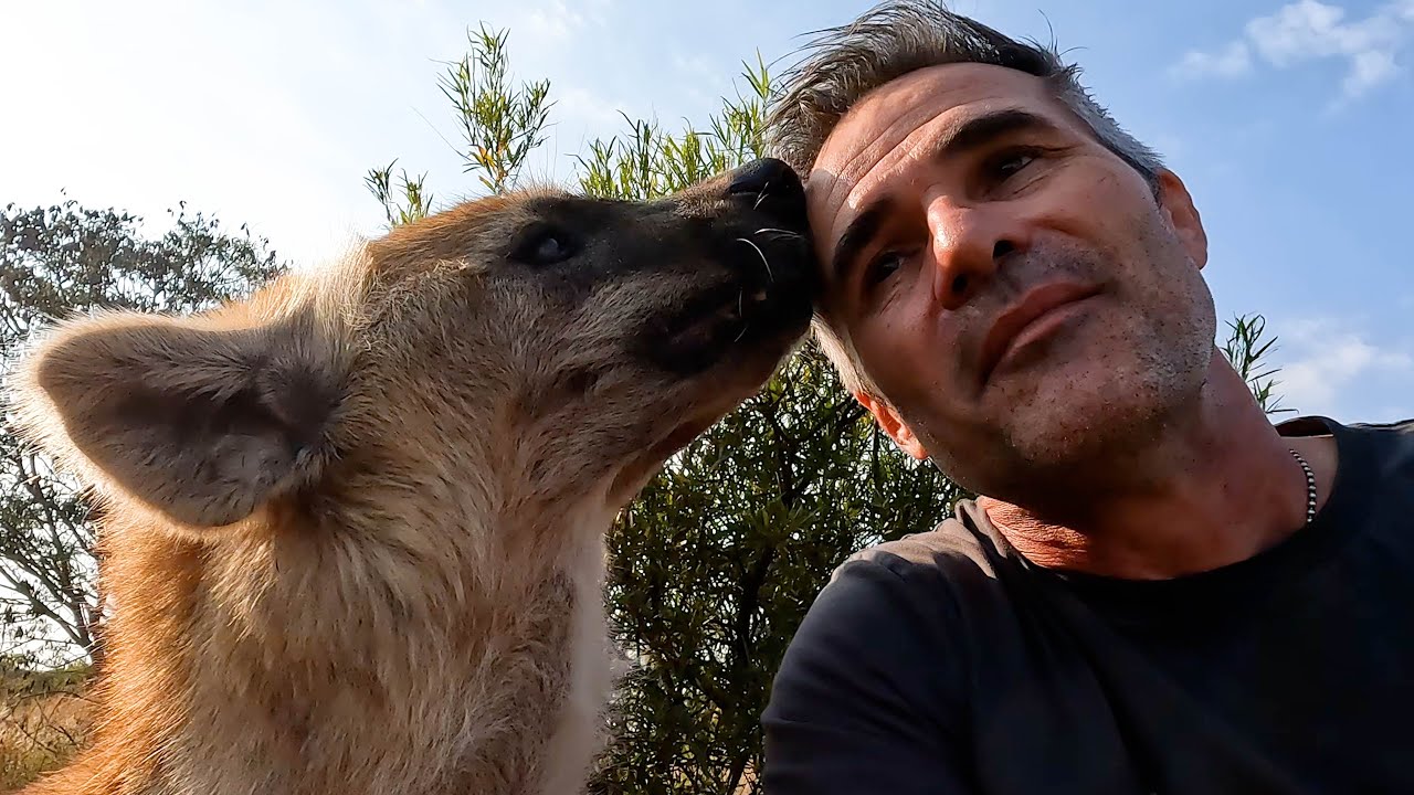 Как выжить в клане кусачих гиен | Заклинатель львов