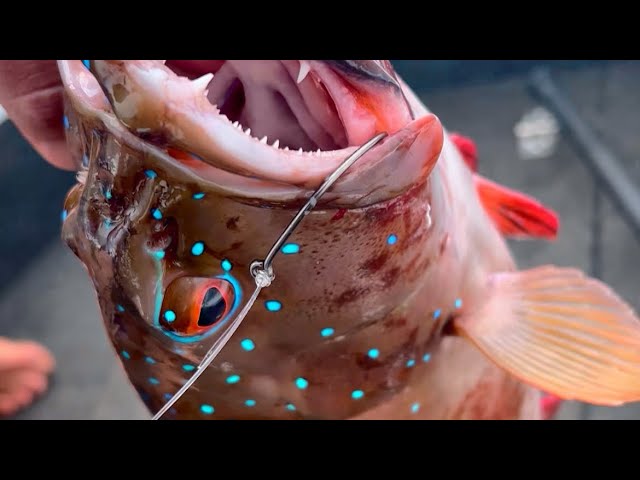 Coral trout fishing in karratha! 