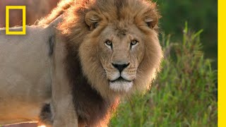 Africa's Mightiest Meat Eaters | Meet the Lions of Animal Kingdom | Magic of Disney's Animal Kingdom