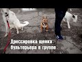 Минибультерьер Дан. Дрессировка. Занятия в группе. 3