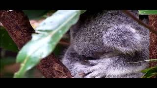 The Epicness Of Wildlife Windows 7 Sample Video Fixed