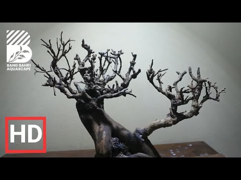 project-20-||-tutorial-membuat-bonsai-aquascape-||-simple