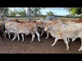 4 decks of brahman cross steers auctions plus