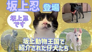 【最新映像】仔犬きょうだいと坂上忍〜激痩せから大復活〜坂上忍パワー全開