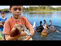 Can we keep our ducks SAFE on the pond? One year after a PREDATOR attack.