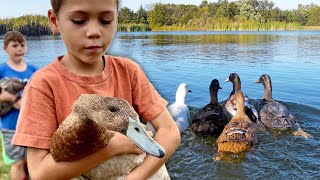 Can we keep our ducks SAFE on the pond? One year after a PREDATOR attack.