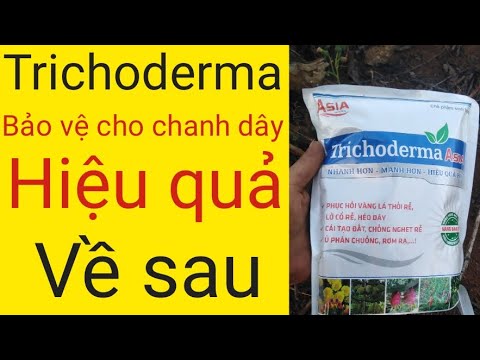 Video: Thân dây của cây trồng Cole: Cách quản lý cây trồng Cole bị bệnh trên thân dây