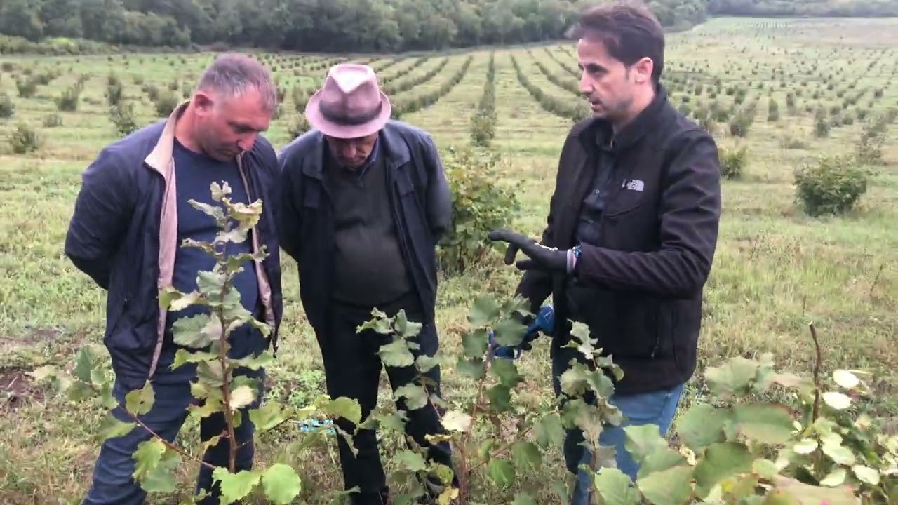 Azerbaycan Fındıkta Budama. Monte Ferro Fındık çiftliği.5000 hektar.