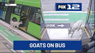 G O A T bus riders Portland owner steps forward after viral TriMet stunt