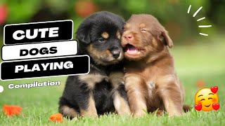 CUTE DOGS Playing and being ADORABLE!! | FUNNY DOG VIDEOS by PawPrints Perfect 104 views 1 month ago 5 minutes, 2 seconds