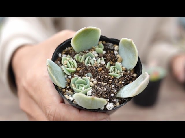 89 [Propagating Leaf Cuttings] When should you repot leaf cuttings