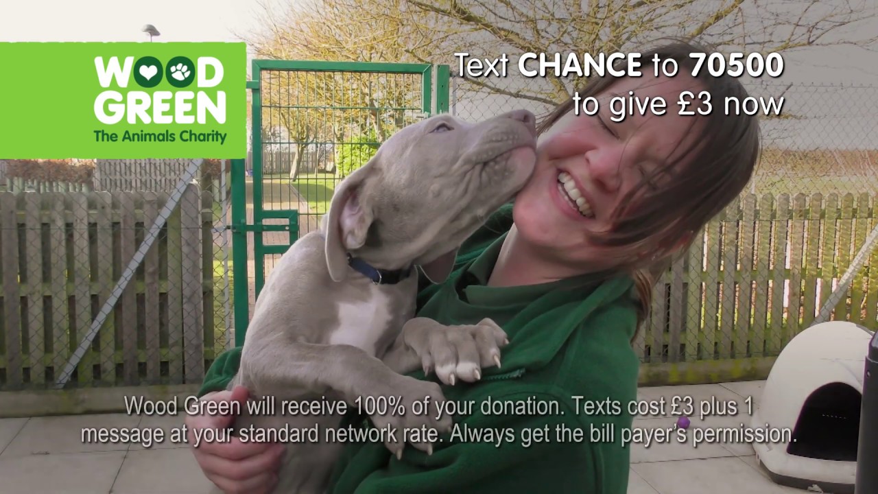 the wood green animal charity