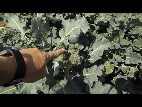 Vidéo: Récolte des feuilles de brocoli : à quoi peuvent servir les feuilles de brocoli