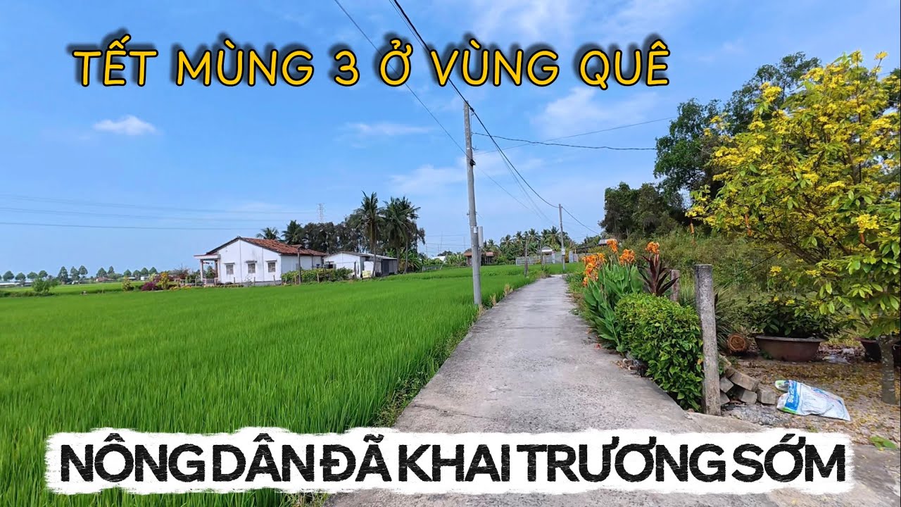 Cảnh Tết Mùng 3 Ở Quê | Mai Vàng Nở Rực, Thấy Mà Thương Đường Quê Vắng Hoe