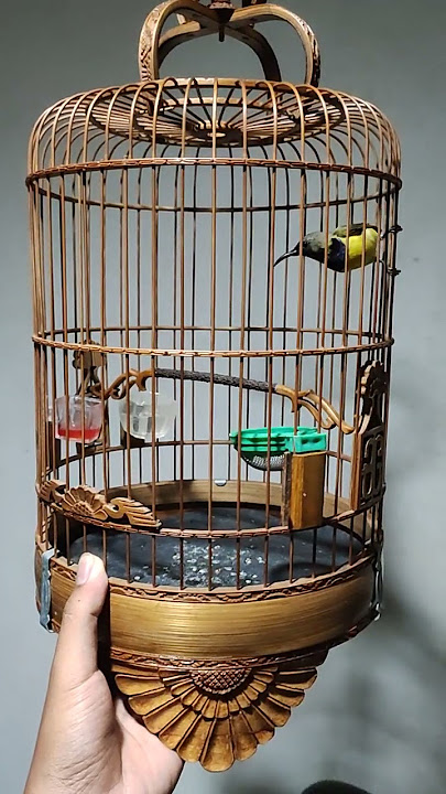 Download lagu Sogon Pakai sangkar cungkok#sogon #sogontrotol #sogonmania