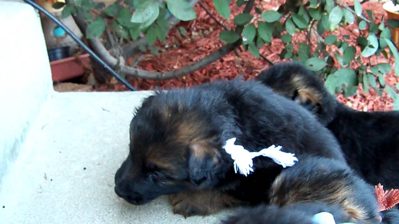 Father of litter herds dominant male puppy back to litter.MOV YouTube