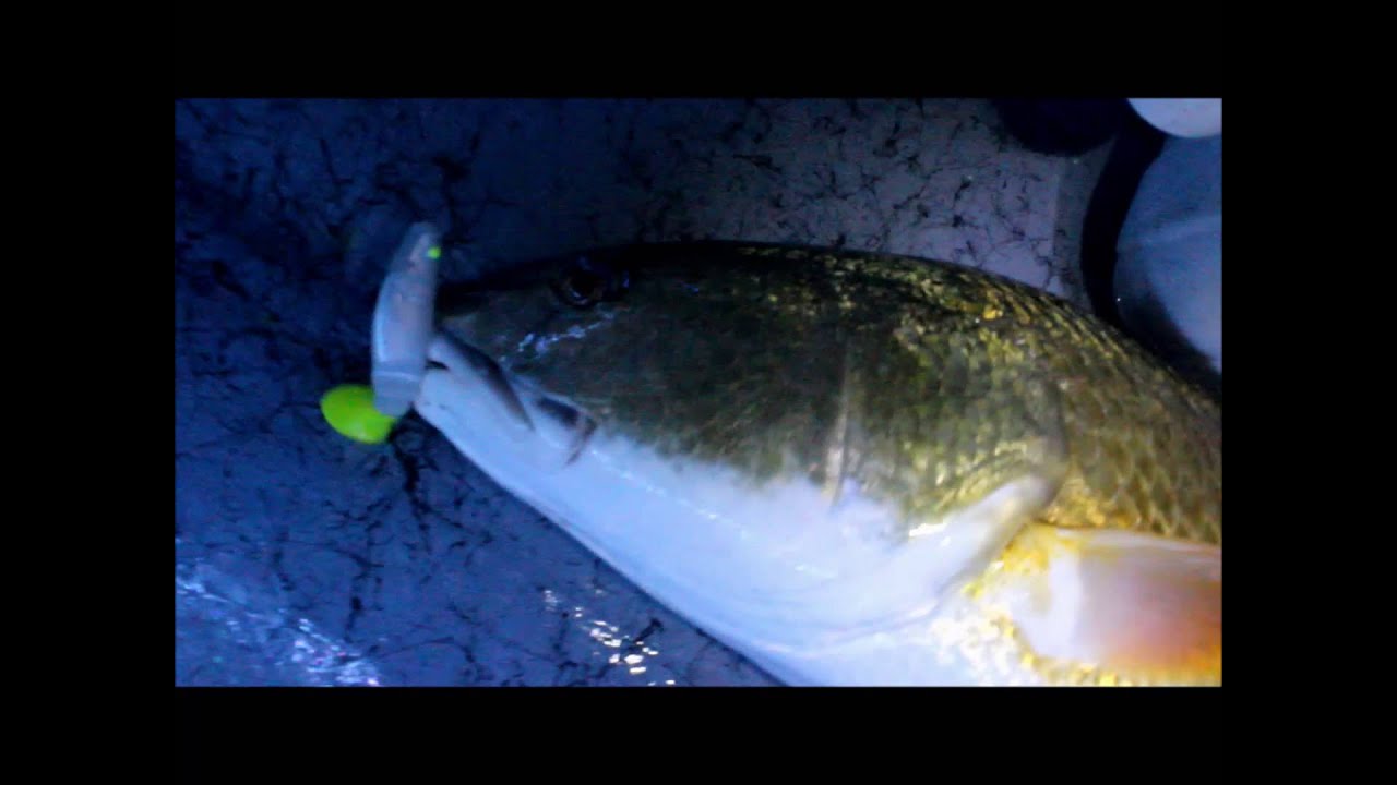 Egret baits Mambo Mullet catching Redfish every cast