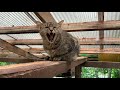 笑にゃんこ王国の猫紹介8