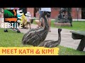 MEET KATH &amp; KIM THE EMU CHICKS! |The Australian Reptile Park