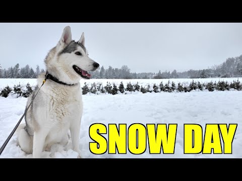 Huskies Play In Snow For The First Time!!!